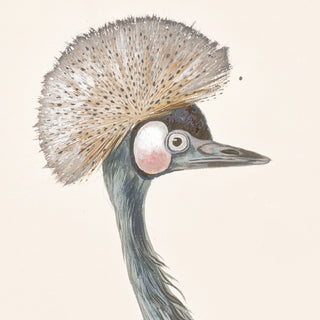T. White – Crowned Crane C. 1720