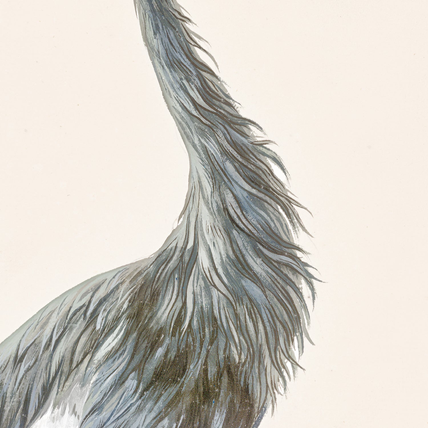 T. White – Crowned Crane C. 1720
