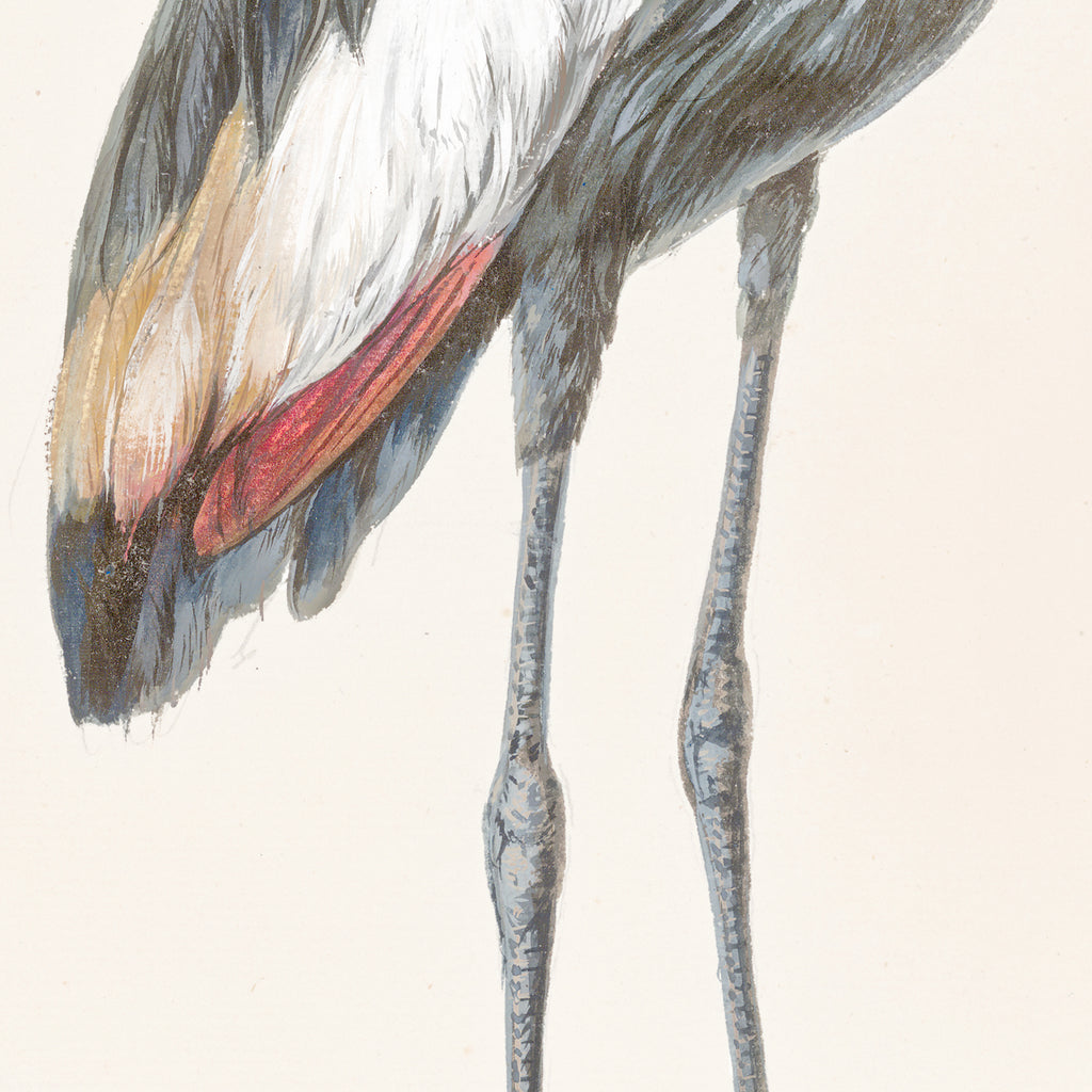T. White – Crowned Crane C. 1720