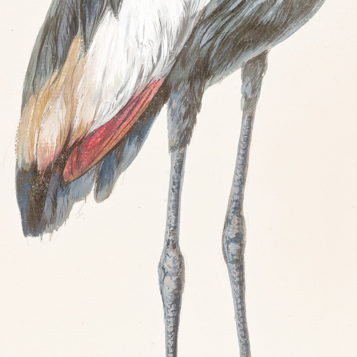 T. White – Crowned Crane C. 1720