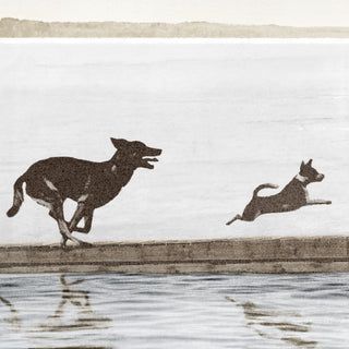 Dogs Dock Days