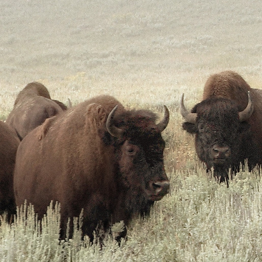 Whispers of the Prairies