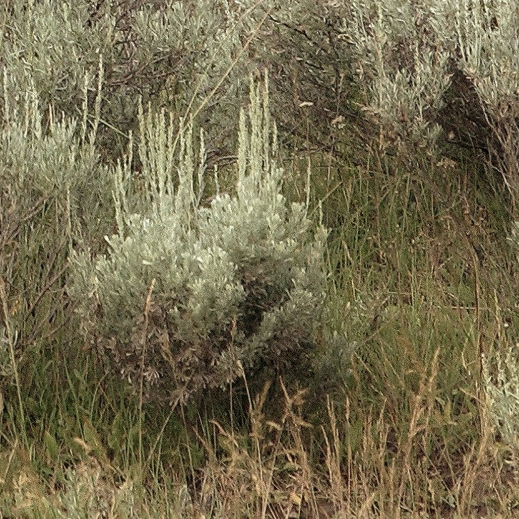 Whispers of the Prairies