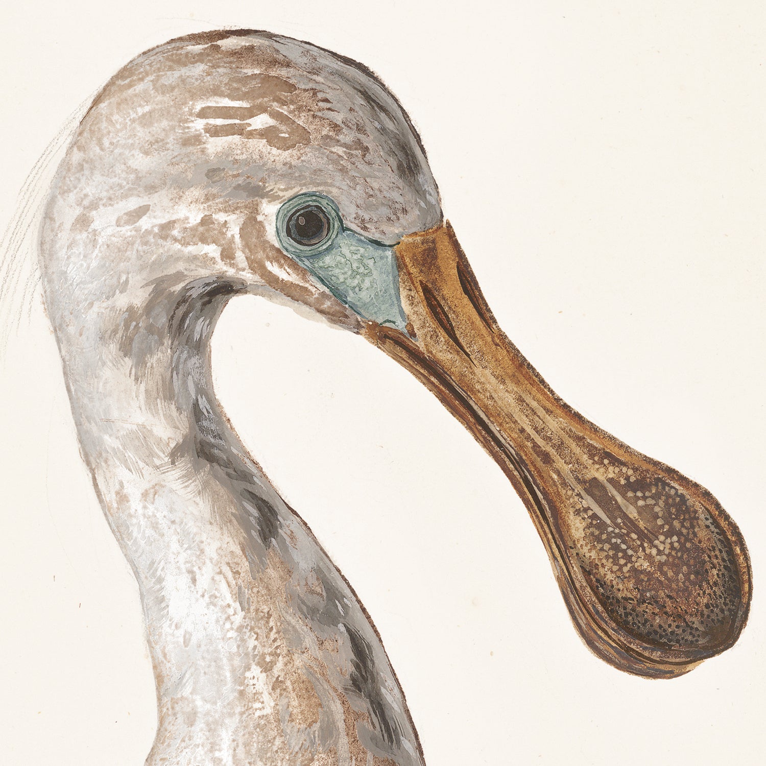 T. White – Spoonbill C. 1720