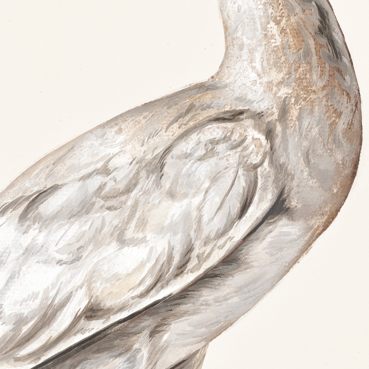 T. White – Spoonbill C. 1720