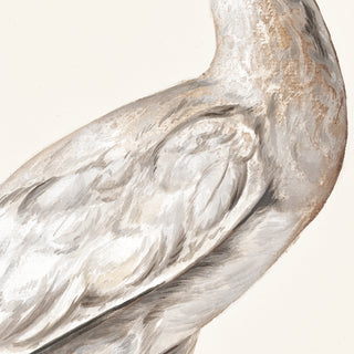 T. White – Spoonbill C. 1720