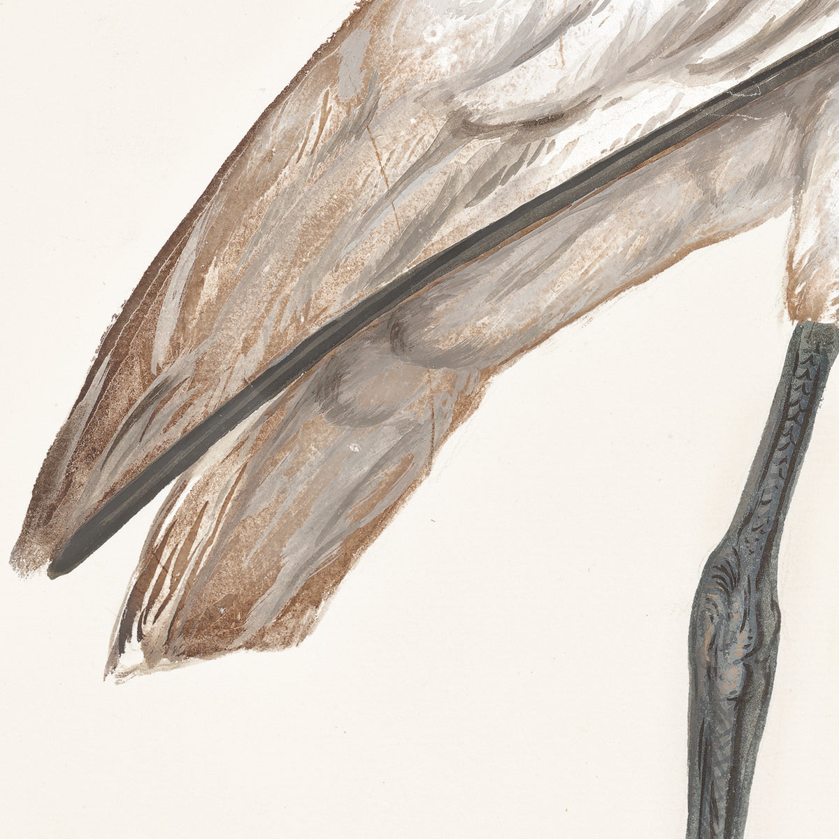T. White – Spoonbill C. 1720