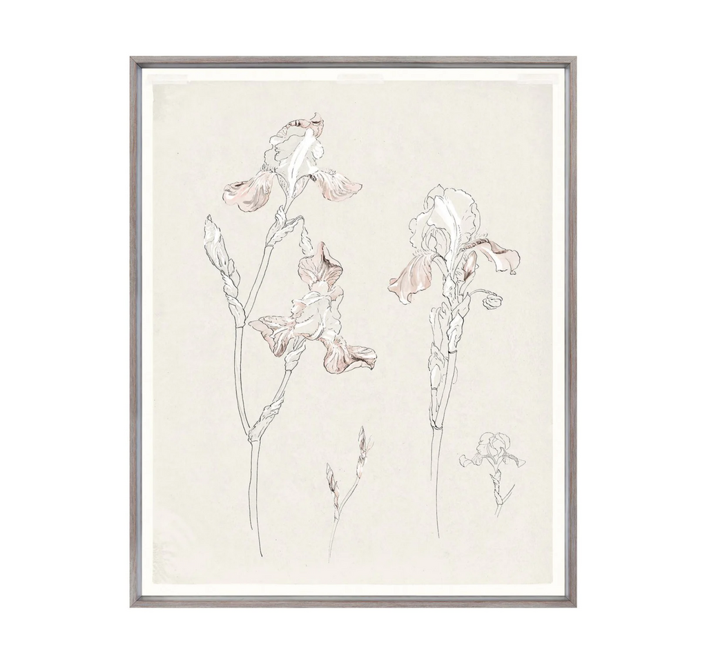 Iris Study