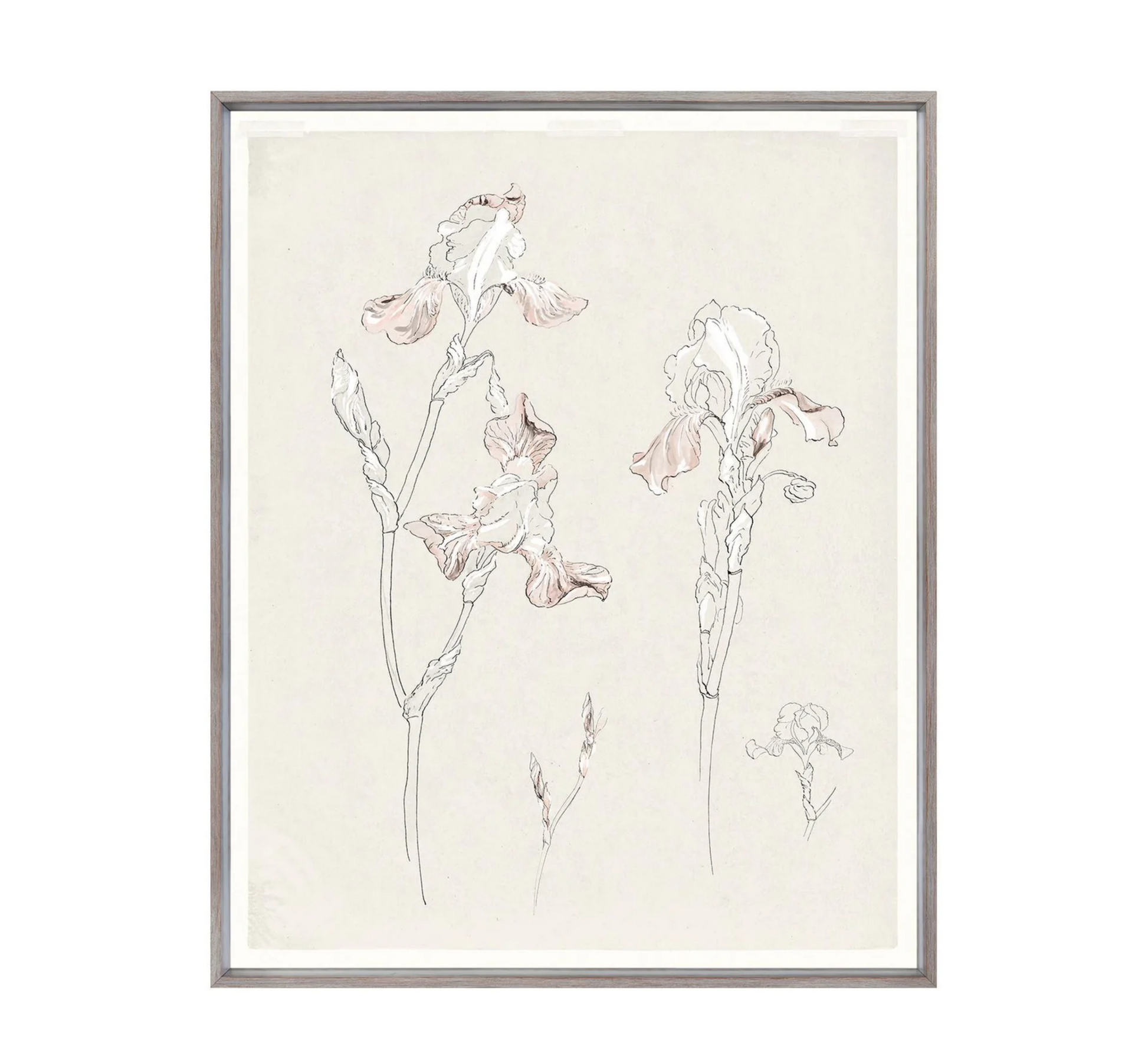 Iris Study