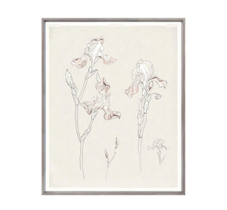Iris Study