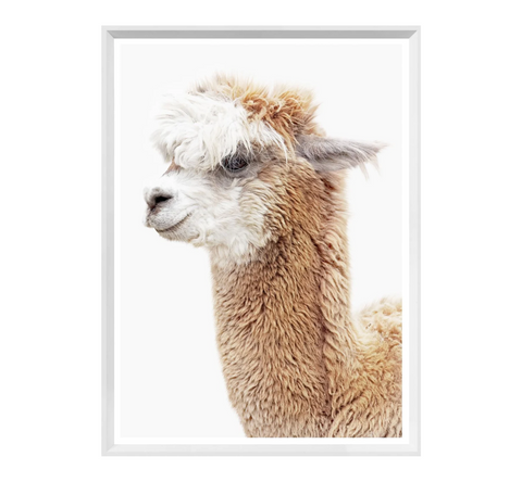 Llama Llama