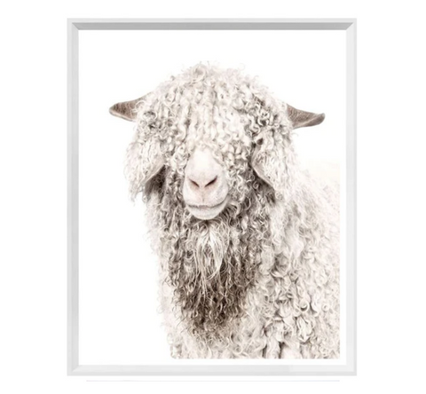 Angora Goat