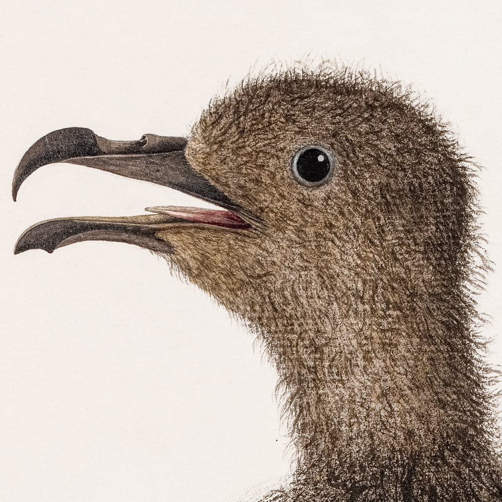 Young Mount Pitt Bird, C. 1792