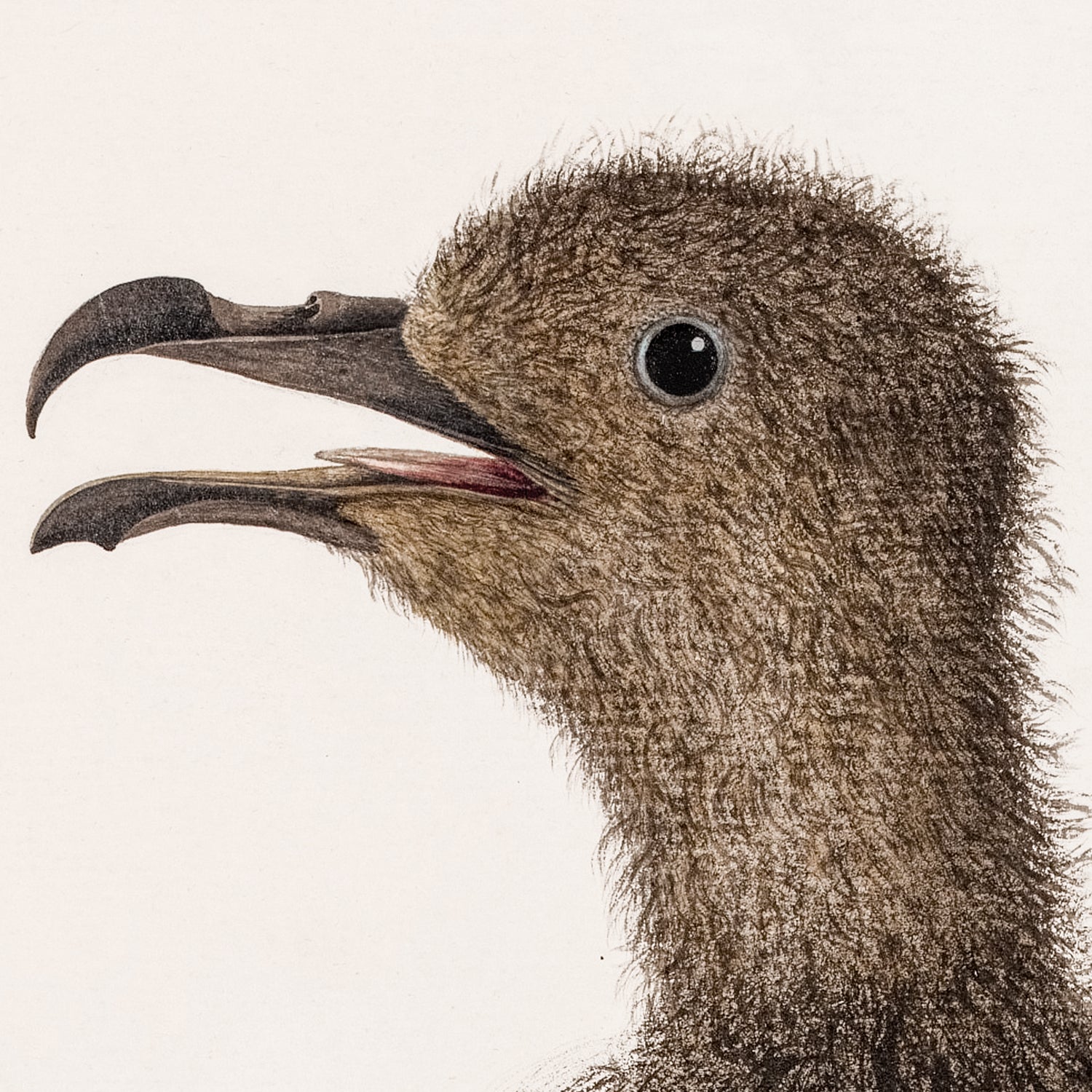 Young Mount Pitt Bird, C. 1792