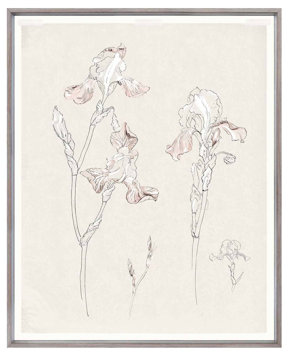 Iris Study