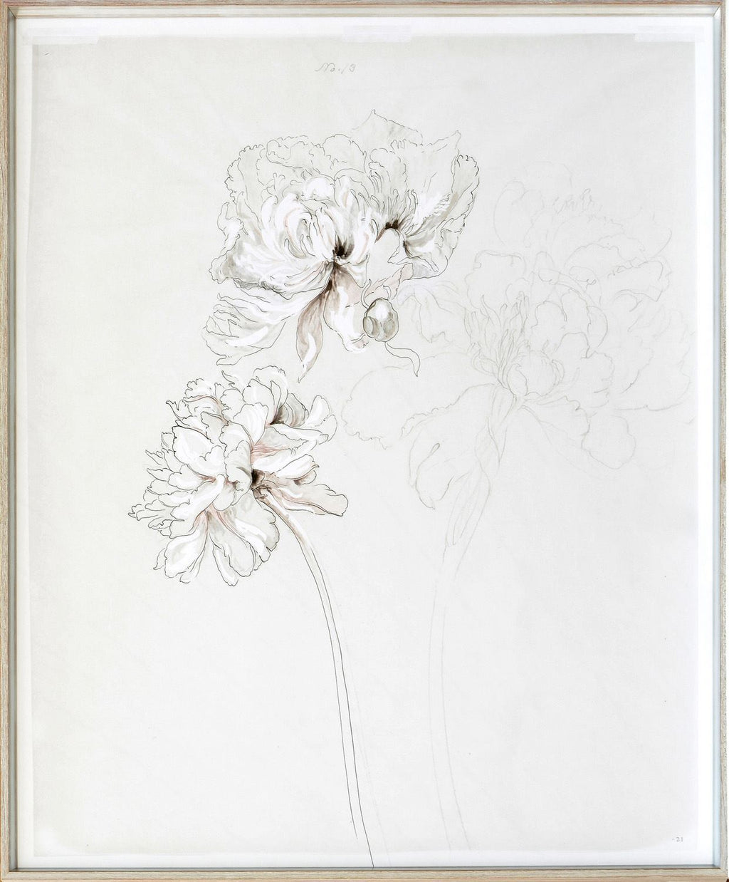 Peony Study