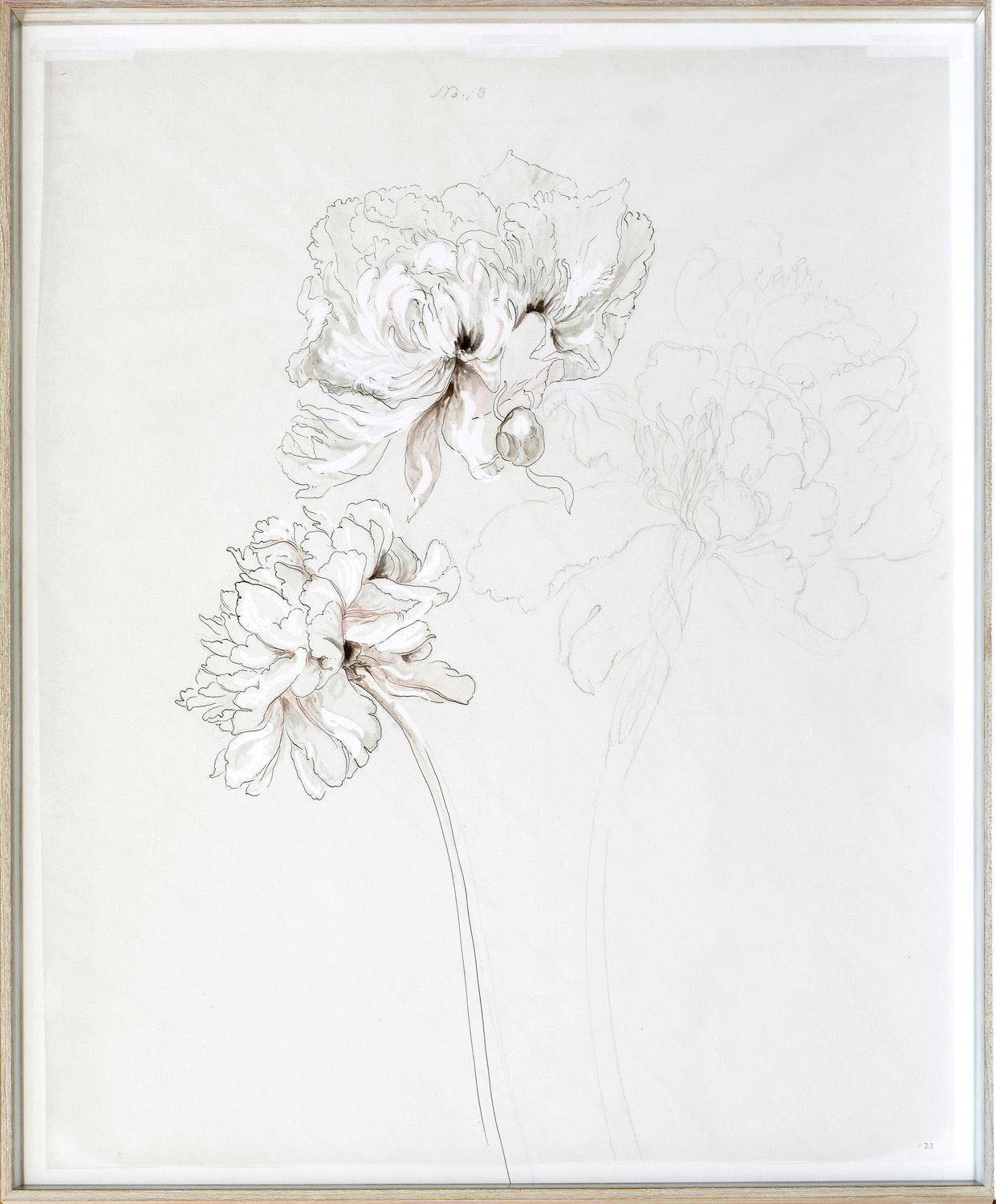 Peony Study