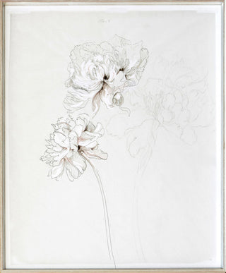 Peony Study