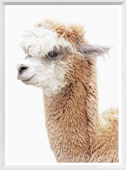 Llama Llama