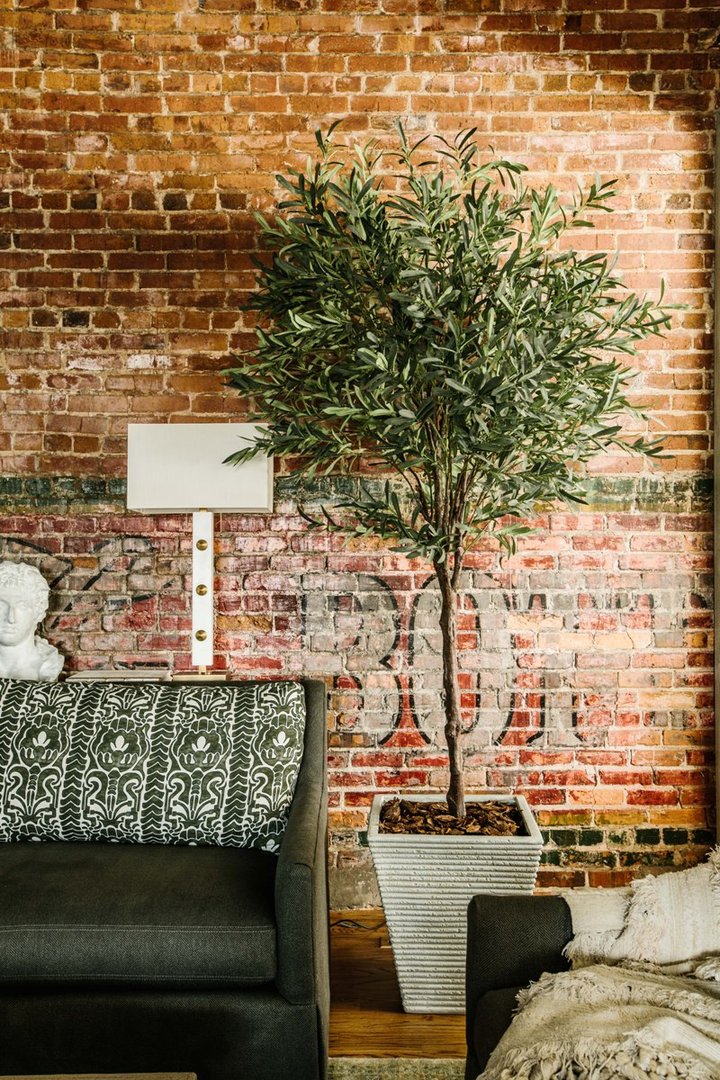 Lush Olive Tree