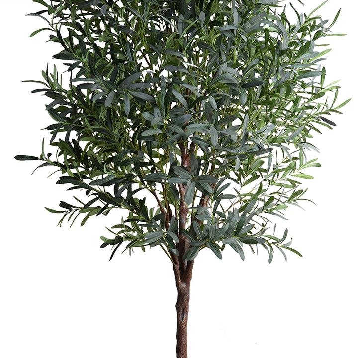 Lush Olive Tree