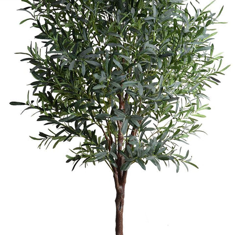 Lush Olive Tree