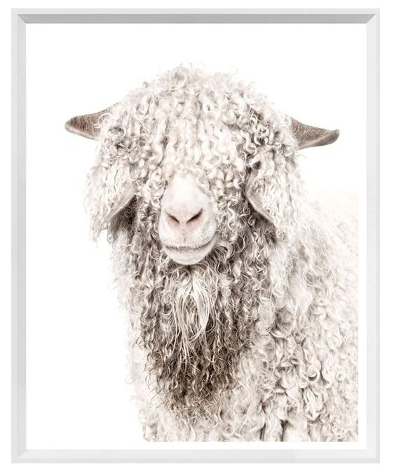Angora Goat